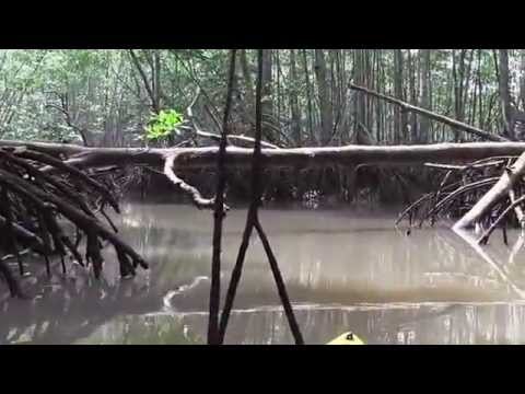 Playa Bejuco Mangroves- Tourist Destination