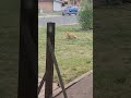 fox looking for food