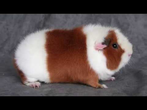 Presentation of Cavy Breeds in Europe