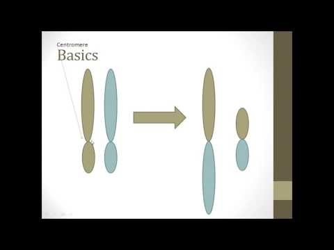 Robertsonian Translocation Basics