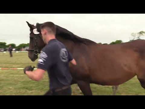 Holsteiner Fohlenschau Föhr 2022 | SF | Heartbreaker x Colman x Contender | St. 890 | ZG Rörden