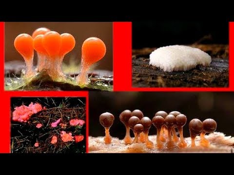 Как избавится от веснушек дома Отбеливающий крем для жирный кожи