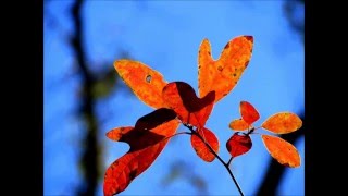 PASSA POR MIM - LENY ANDRADE & RONI BEN-HUR