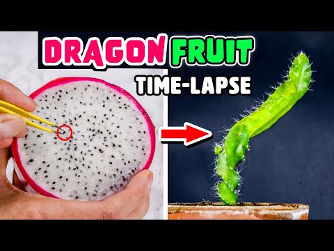 Growing Dragon Fruit Plant From Seed To Cactus (126 Days Time Lapse)