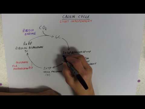 The Calvin cycle