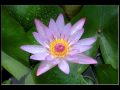 Imee Ooi - The Pure-Land Dharani (拔一切业障根 ...