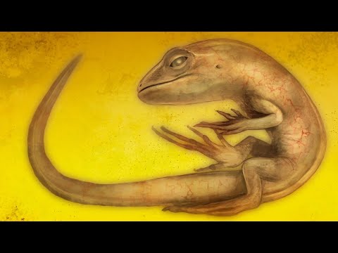 Najdziwniejsze stworzenia jakie znaleźliśmy... w bursztynie