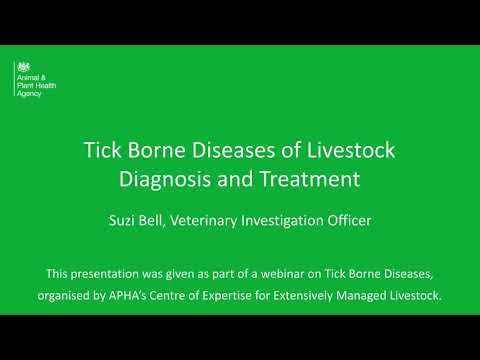 Tick Borne Diseases of livestock diagnosis and treatment