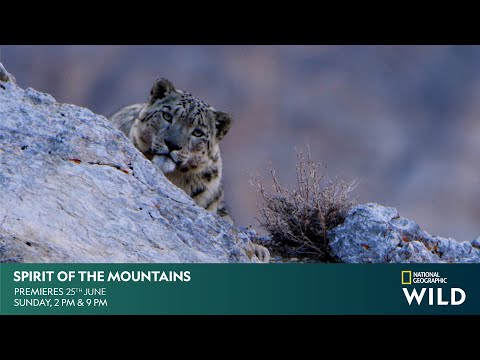 Spirit of the Mountains | Premieres 25th June | #NatGeoWild #RealisHere