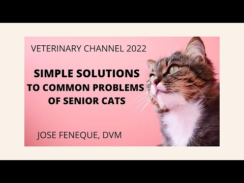 Simple Solutions To Senior Cats Problems