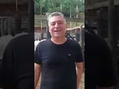 Lida de gado Palmital pr