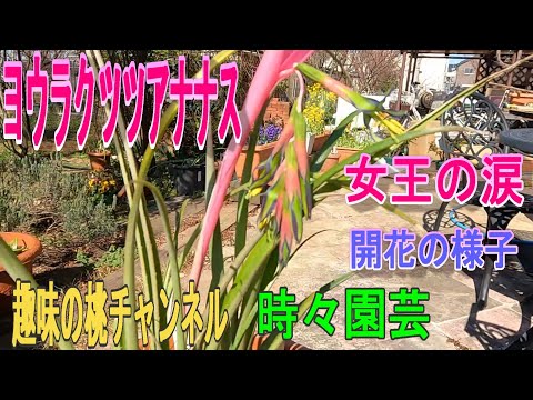 アナナスの世話: これら 3 つのヒントを使えば、確実に開花します。 トピックス