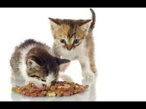 OMG So Cute Cats ♥ Best Funny Cat Videos 2021| leisure and eating time of shwet and Shubra|