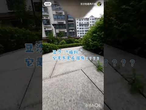 Cat funny video 🤣