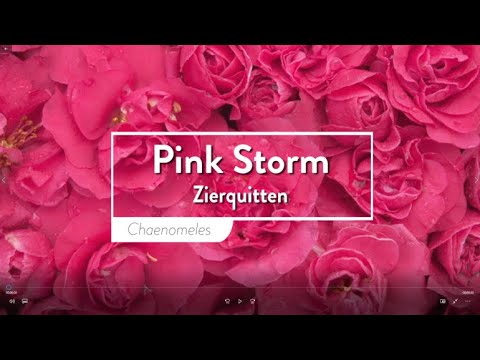 Pink Storm