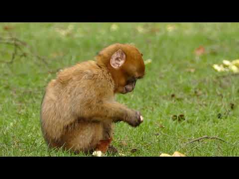 Wonderful Planet Earth: Beautiful Animals & Nature - Best Relax Music (1080p HD)