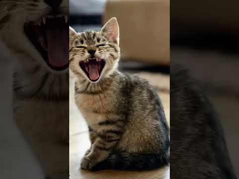 #petlovers#cute cate#funnyanimalsvideos