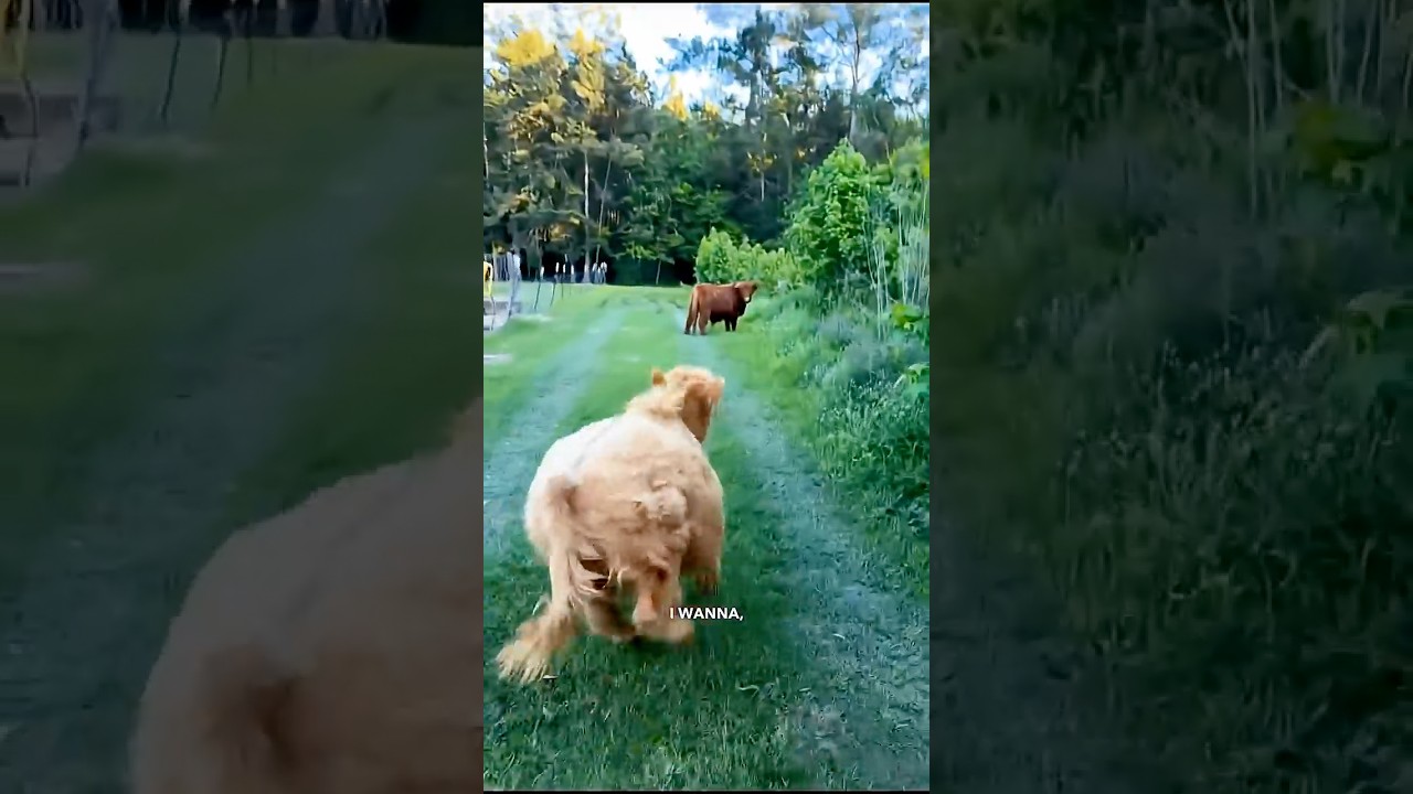 Video pG8I4f1bI8M