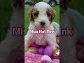 Goldendoodle dogs for sale: Miss Hot Pink - Video 2