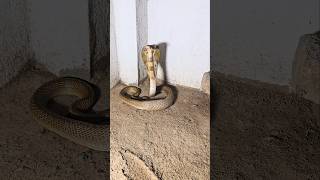 Download lagu #Indian #sprectacled cobra snake 🐍 mp3