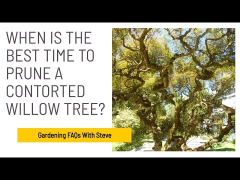 When is the best time to prune a contorted willow tree? | Gardening for Beginners