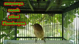 Download lagu suara pikat burung Flamboyan mp3