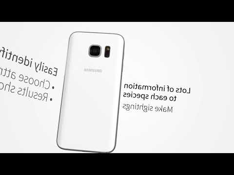 All Birds Northern South Ameri Video