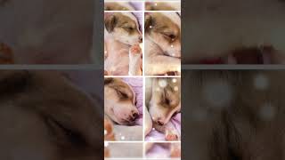 Download lagu || Cute baby dog 😴🤍|Mai Ta Tere Naal Sachi Layi Yaari Ve❣️#dog🐕💗# short video 🌿|| mp3