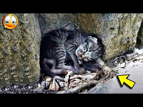 His life was a nightmare, but the kitten held onto hope until the end!