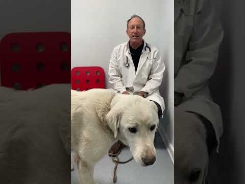 Canine Addison disease save