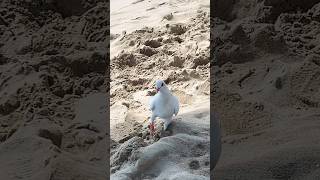 White dove in #waikikibeach #honolulu #hawaii #destination #beachlife #animallover #doves #shorts
