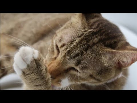Cat is cleaning hand