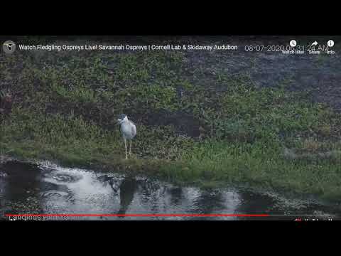 Black-crowned Night Heron at the Lagoon       06 30    Video 2020 08 07 090102