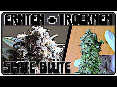🍁HOMEGROW🍁 ÜBERDÜNGUNG! Späte Blüte Phase und Ernte Organischer Grow Indoor im Spider Farmer Setup