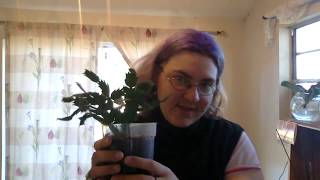 PLANT UPDATE AMAZING UPDATES ON CHRISTMAS CACTUS