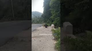 Ada yang mau adu pus up TNl 😁🙏