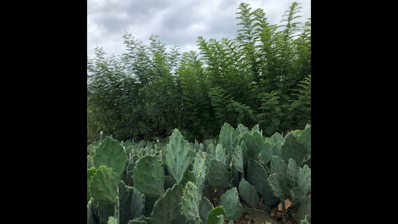 Podcast Prosa Rural - Forrageiras: Utilização de águas salobras e salinas para produção no Semiárido