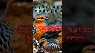Download lagu mp3 suara panggilan puyuh hutan paling gacor mp3