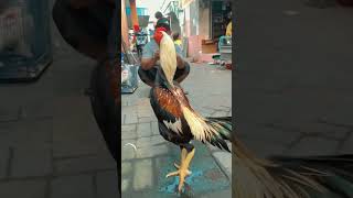 Download lagu Ayam Wido Jalak Emas (Mangon x Bangkok) mp3