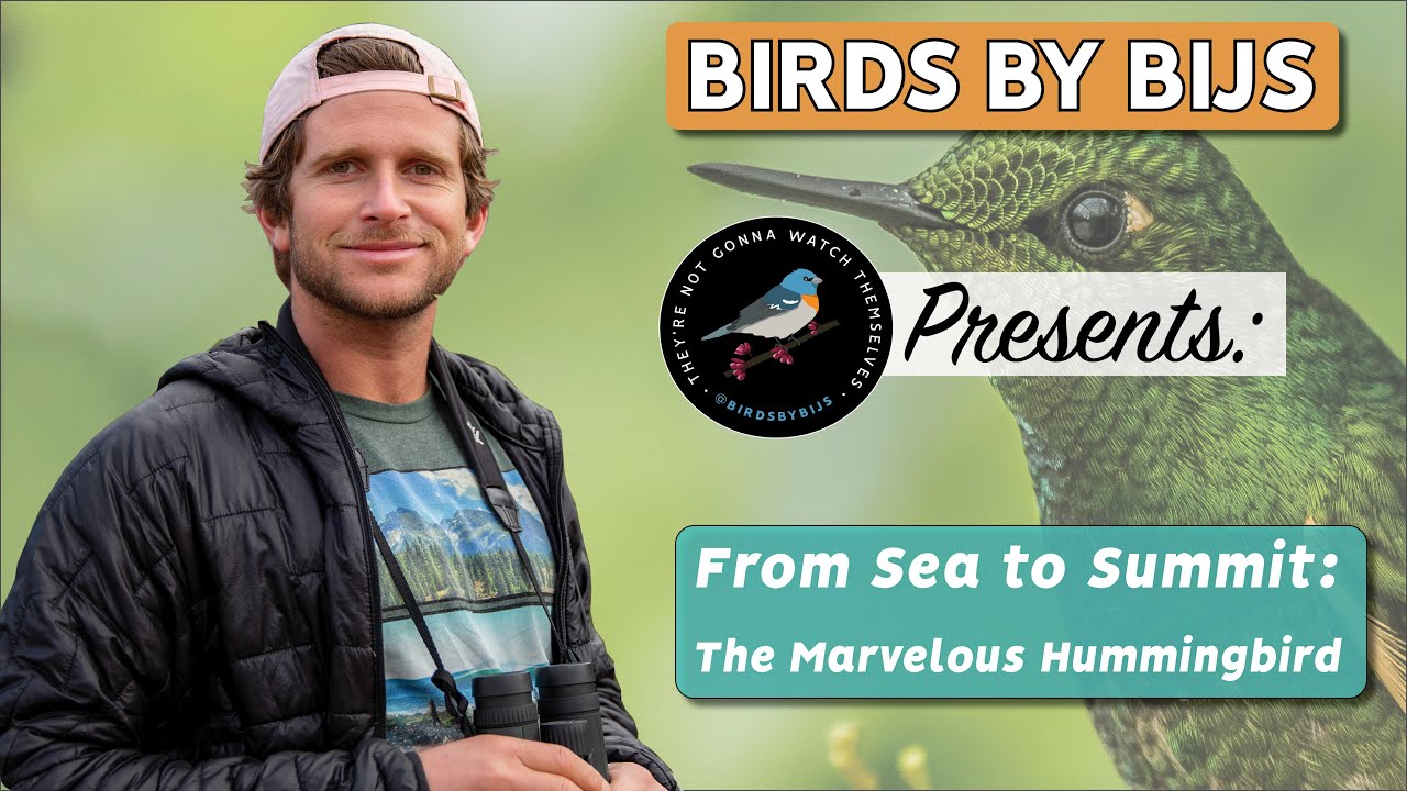 Sea to Summit: The Marvelous Hummingbird