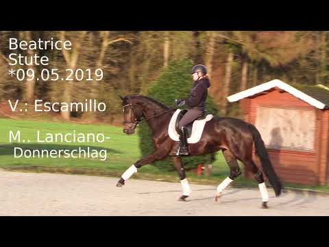 4 jährige Traum Stute von Escamillo