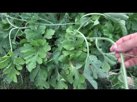 Should you trim your watermelon vine?