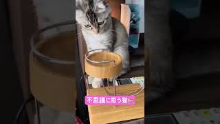 今日の癒し🩷#ねこ#動物#癒し#かわいい#ショート