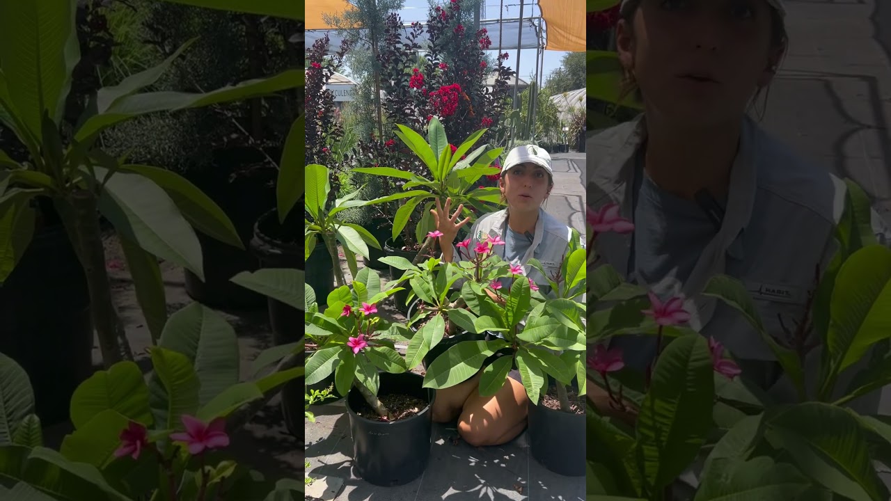 Fragrant Plumeria pink bloom
