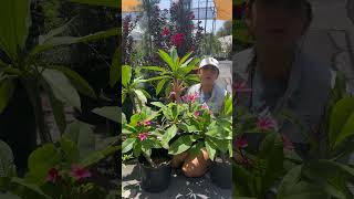 Plumeria Care & Growing Tips