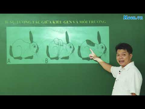 Bài 12 - SH12: Ảnh hưởng của môi trường lên sự biểu hiện của gen