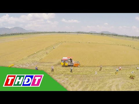 GIÁ LÚA, GẠO HÔM NAY GIỮ GIÁ ỔN ĐỊNH | THDT