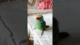 Download lagu burung takur anakan gacor mp3 Download lagu burung takur anakan gacor mp3