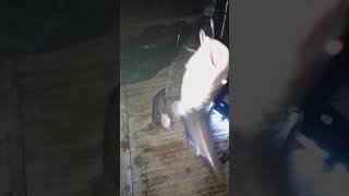 Download lagu Mancing mania mp3