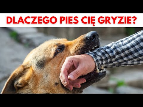 TWÓJ PIES TAK ROBI? SPRAWDŹ DLACZEGO I JAK ODUCZYĆ PSA GRYZIENIA